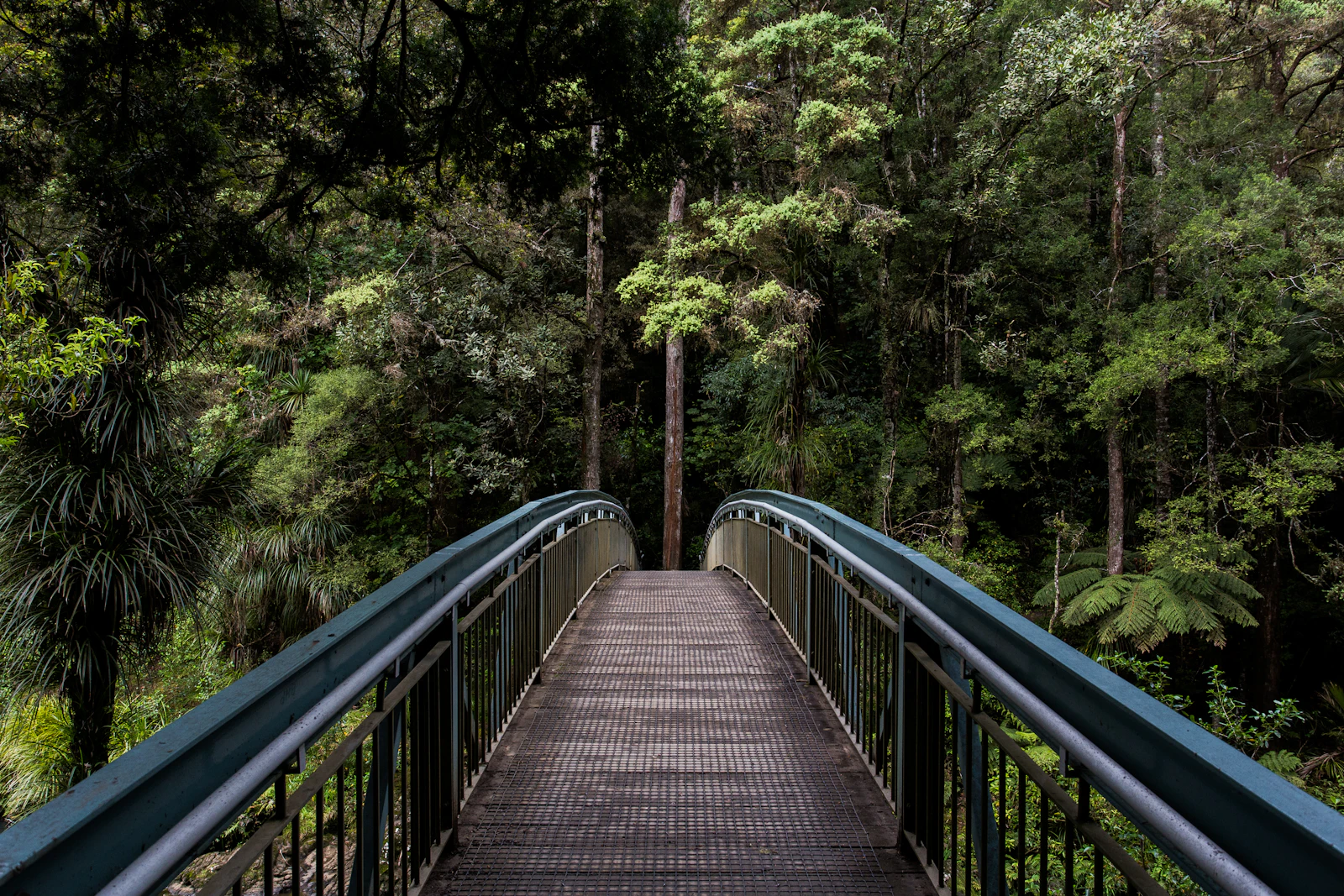 Bosque sereno con luz entre los árboles